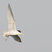 Least Tern